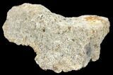 Fossil Triceratops Frill Section - North Dakota #117320-1
